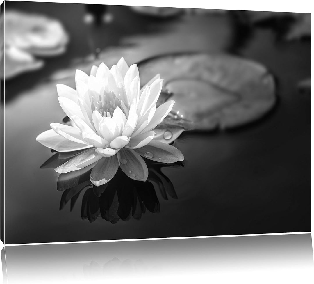 Pixxprint Lotusblume in Teich als Leinwandbild/Grösse: 100x70 cm/Wandbild/Kunstdruck/fertig bespannt