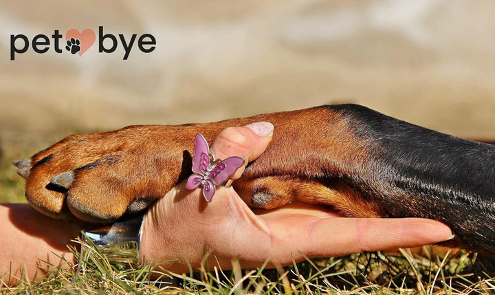 PrimoLiving P-799 Kleintiersarg Sarg Tiersarg aus Holz Grösse L, braun Gr. L, Gr. L