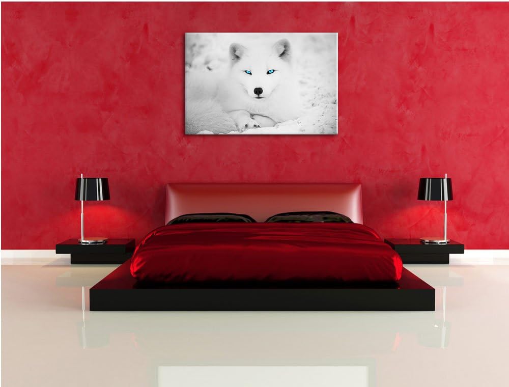 liegender Polarfuchs mit strahlenden Augen schwarz/weiss Format: 100x70 auf Leinwand, XXL riesige Bi