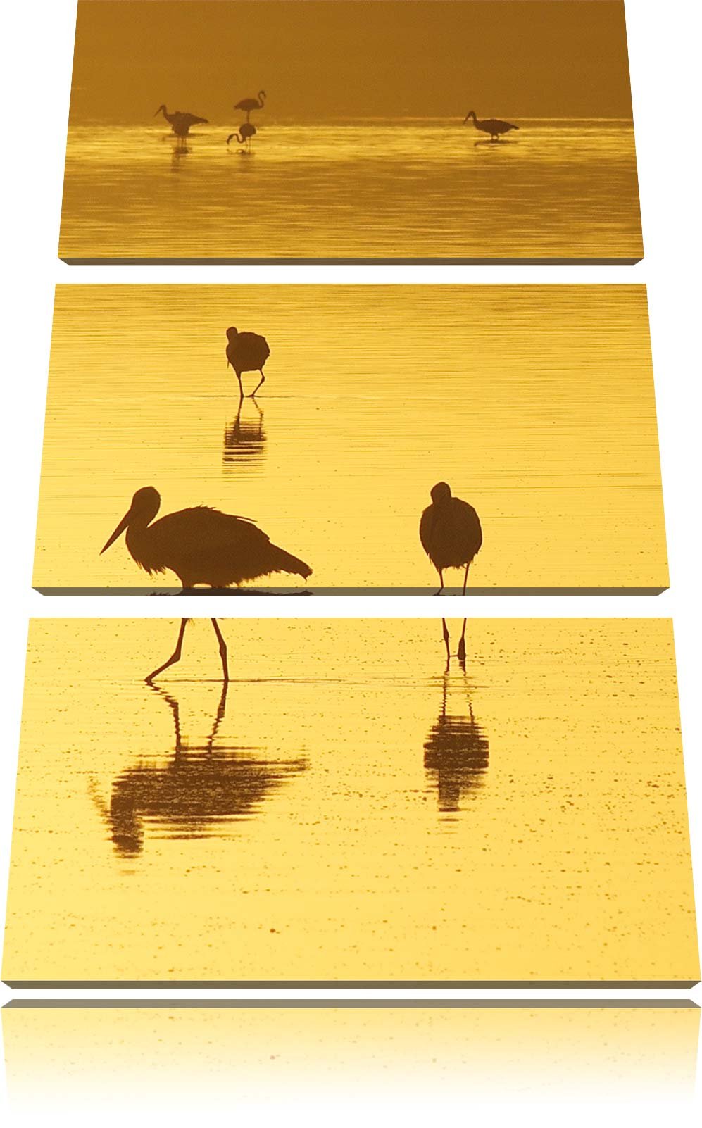 Pixxprint Störche im Wasser als Leinwandbild/Grösse: 3 Teilig (120x80) cm/Wandbild/Kunstdruck/fertig