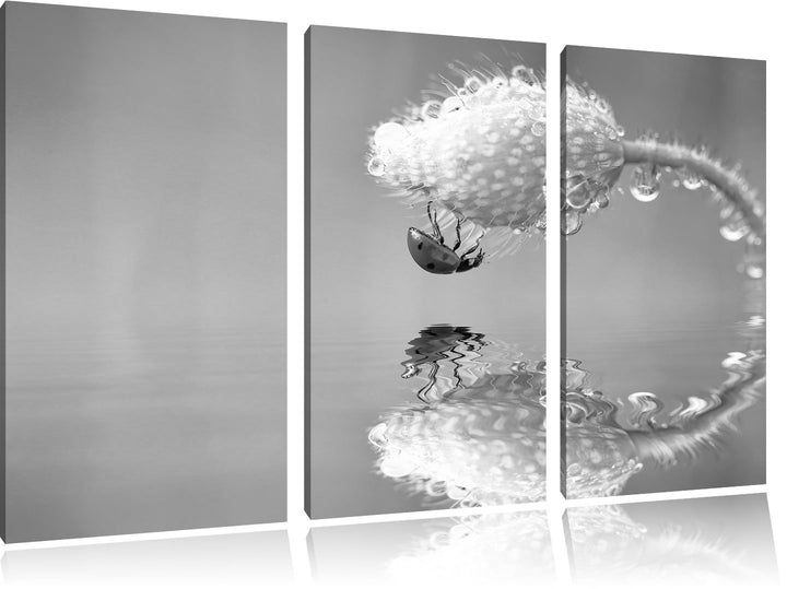 Pixxprint Marienkäfer Mohnblume als Leinwandbild/Grösse: 3 Teilig (120x80) / Wandbild/Kunstdruck/fer