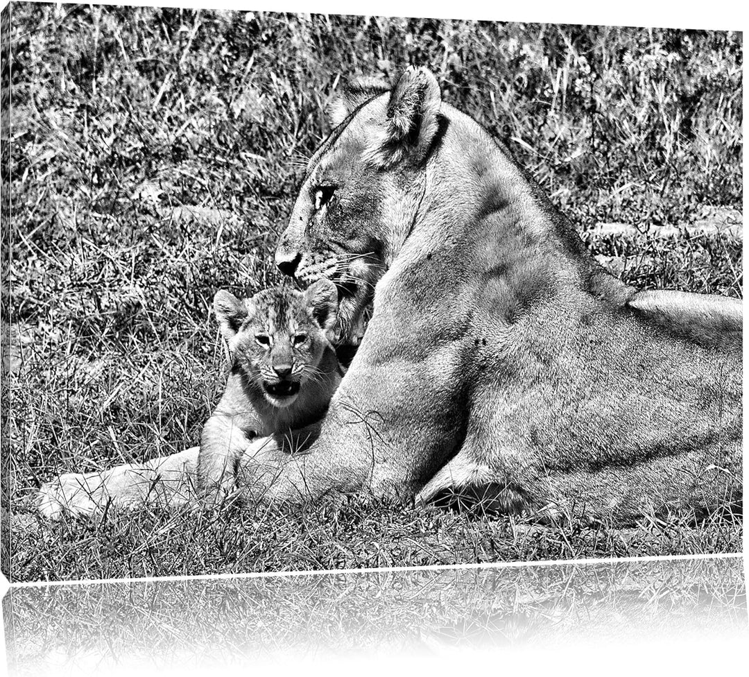 Pixxprint Monocrome, fürsorgliche Löwin putzt Ihr Junges, Format: 100x70 auf Leinwand, 100x70