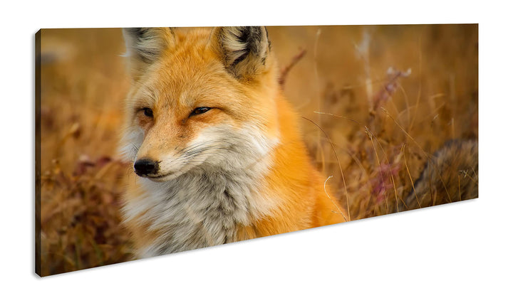 majestätischer Fuchs Panorama 80x40 cm als Leinwandbild, Motiv fertig gerahmt auf Echtholzrahmen, Ho