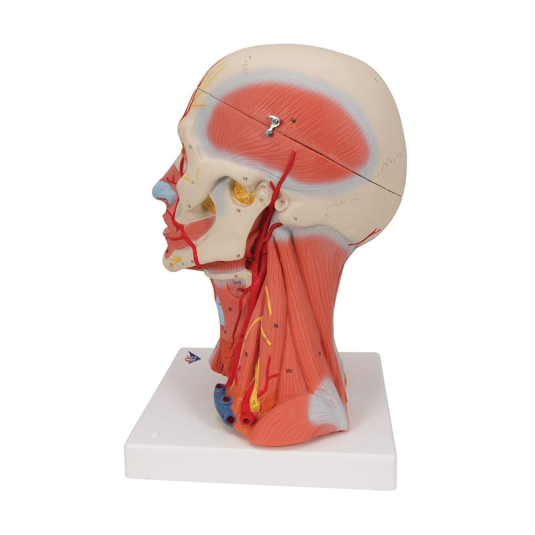 3B Scientific C05 Kopf- und Halsmuskulatur, 5-teilig + kostenlose Anatomie App - 3B Smart Anatomy