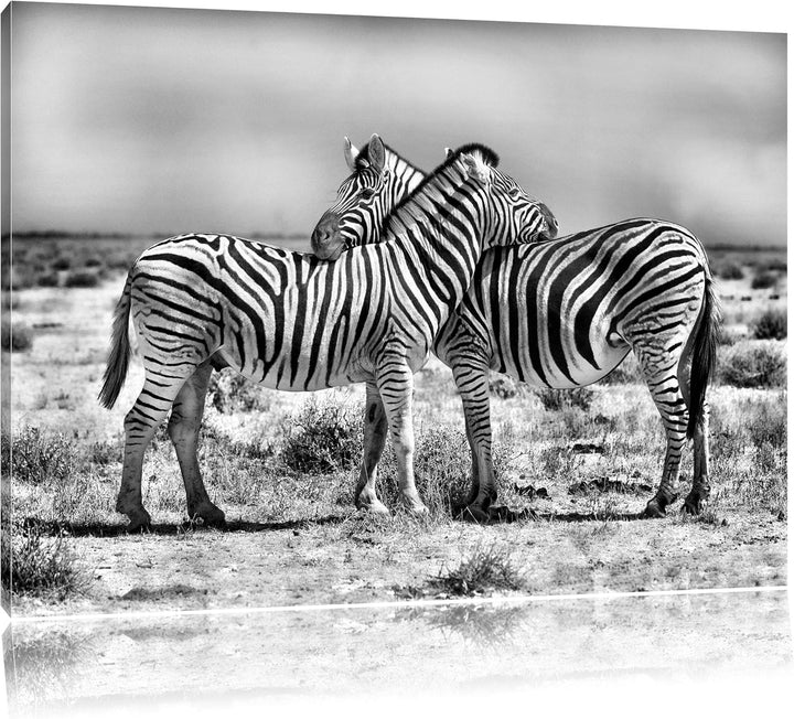 Pixxprint Monocrome, Schmusende Zebras, Format: 100x70 auf Leinwand, 100x70