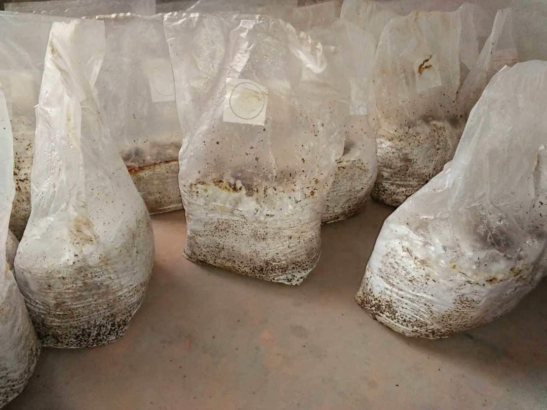 Pilzbeutel, Pilz-Wachstumstasche/Bauernhof-Pilzbeutel, verschliessbare Spawn/Myco-Taschen, grosse Gr