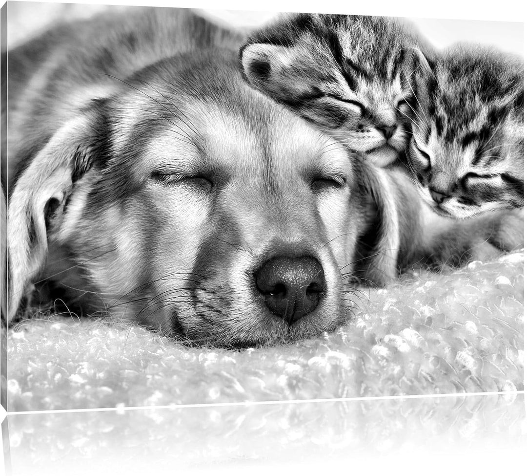 Pixxprint Monocrome, Kätzchen und Hund schmusend, Format: 100x70 auf Leinwand, riesige Bilder fertig