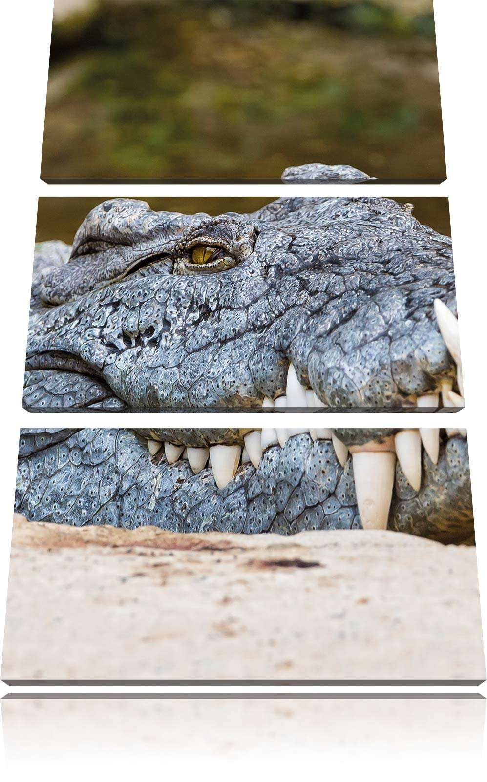 Pixxprint gigantisches Krokodil als Leinwandbild/Grösse: 3 Teilig (120x80 cm) cm/Wandbild/Kunstdruck