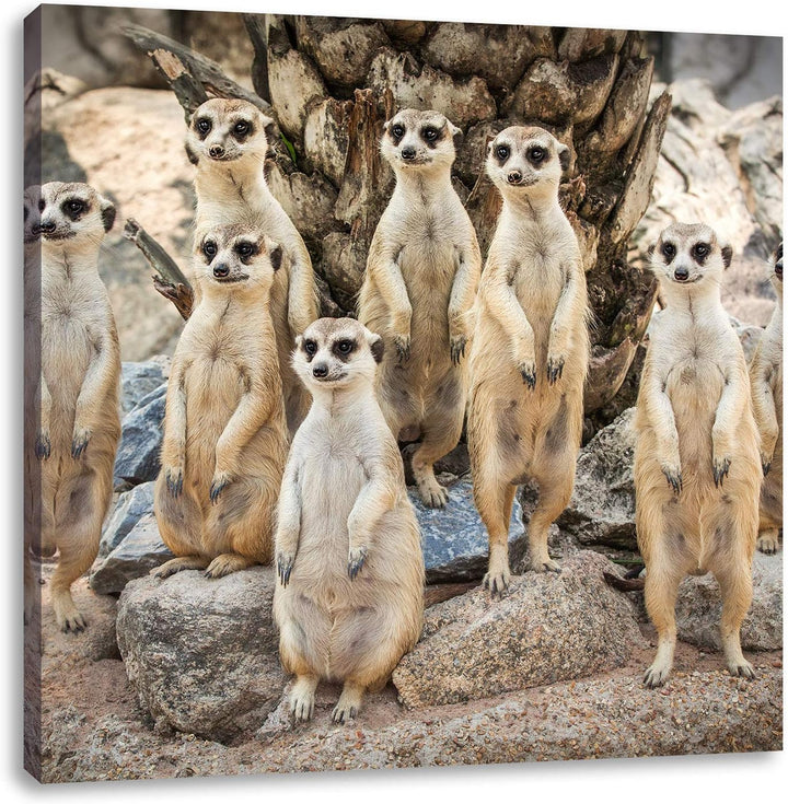 Lustige Erdmännchen, Format: 70x70 auf Leinwand, XXL riesige Bilder fertig gerahmt mit Keilrahmen, K