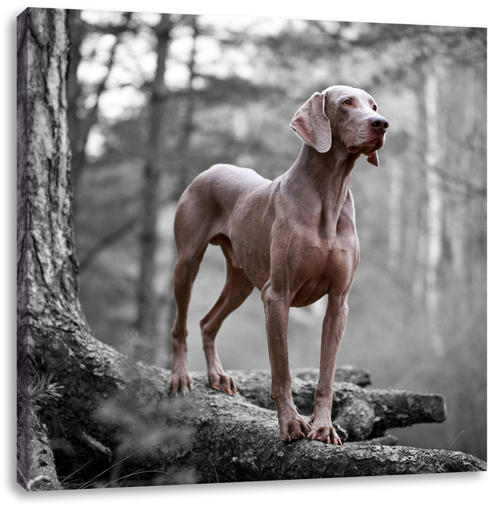 Pixxprint aufmerksamer Weimaraner auf Baumwurzeln schwarz/weiss, Format: 70x70 auf Leinwand, 70x70
