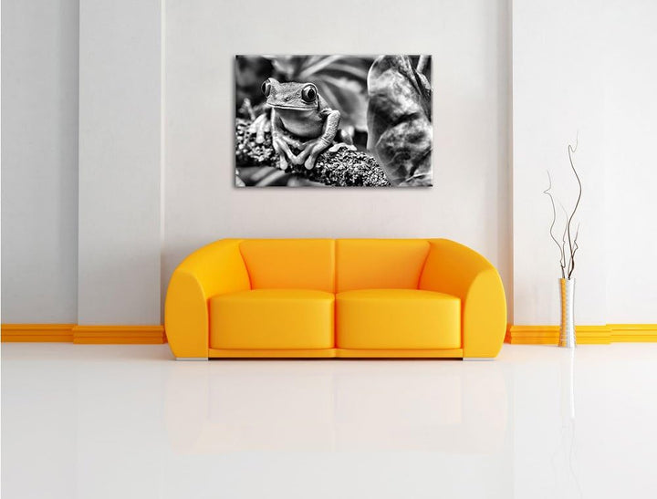Pixxprint Rotaugenlaubfrosch auf AST als Leinwandbild/Grösse: 100x70 / Wandbild/Kunstdruck/fertig be