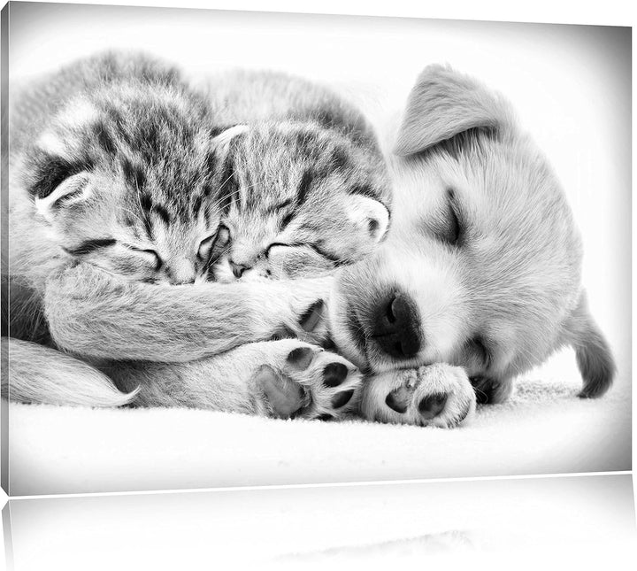 Pixxprint Hundewelpe mit kleinen Kätzchen als Leinwandbild/Grösse: 100x70 cm/Wandbild/Kunstdruck/fer