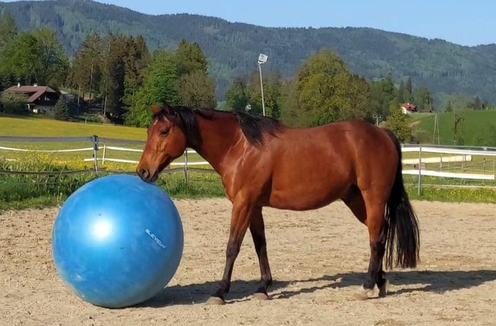 8LevelUp Megaball - 1m grosser Ball für Pferdetraining