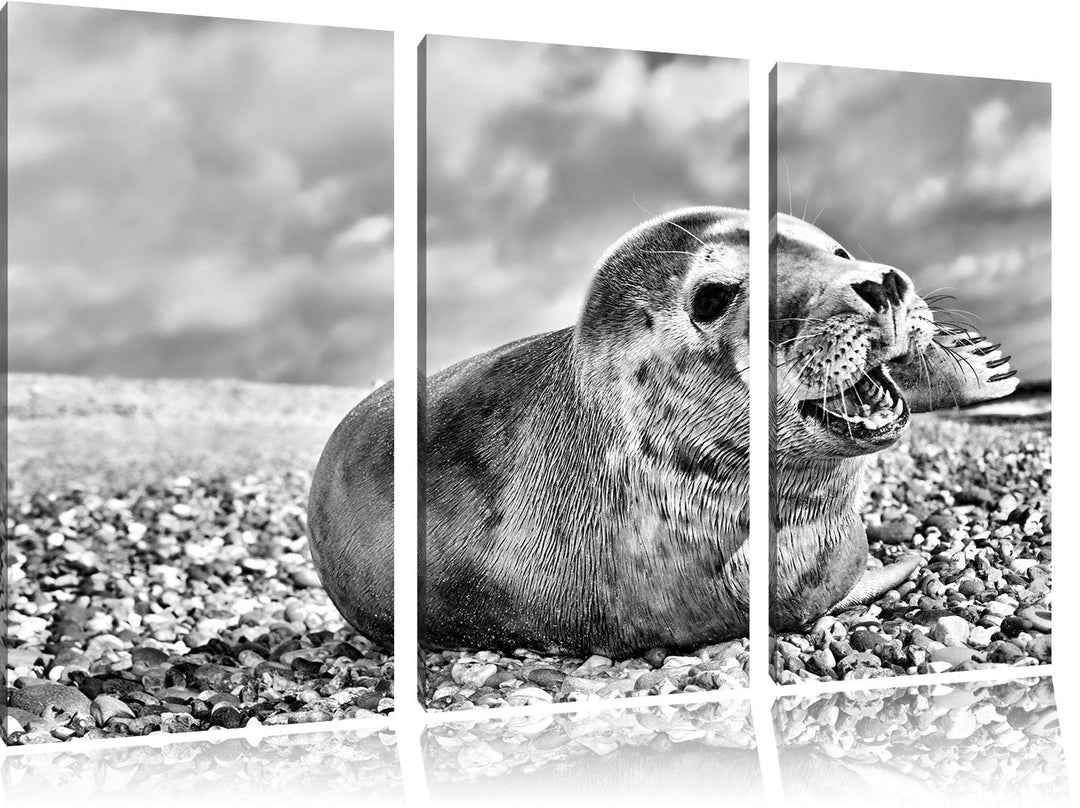Pixxprint Monocrome, Süsse Robbe auf Steinstrand 3-Teiler Leinwandbild 120x80 Bild auf Leinwand