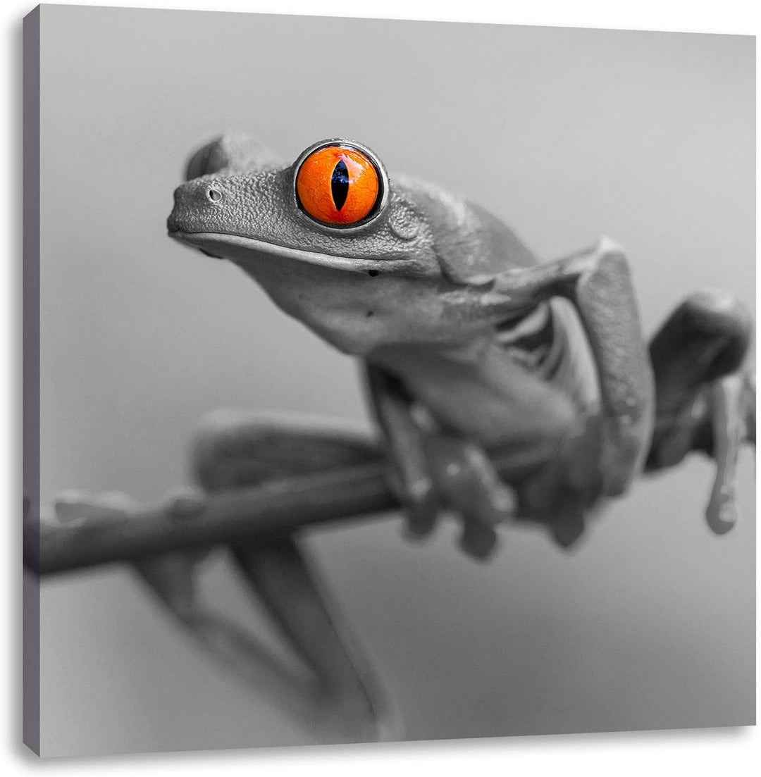 Pixxprint süsser Frosch auf Zweig als Leinwandbild/Grösse: 70x70 cm/Wandbild/Kunstdruck/fertig bespa