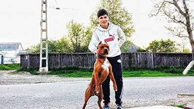 Bestia "Danger Echtleder Hundehalsband mit Schraubspitzen und Leder Innenpolsterung. 6,5 cm breit L-