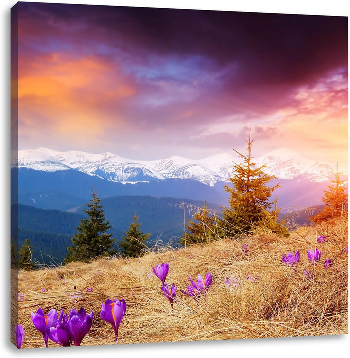 Pixxprint Krokusse auf Hochalmwiese in Alpen, Format: 70x70 auf Leinwand, 70x70