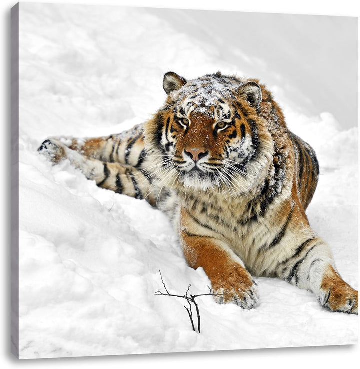 Pixxprint Amur Tiger im Schnee als Leinwandbild Quadratisch/Grösse: 70x70 / Wandbild/Kunstdruck/fert