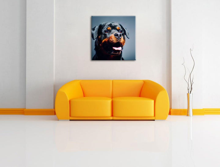 Treuer Rottweiler, Format: 70x70 auf Leinwand, XXL riesige Bilder fertig gerahmt mit Keilrahmen, Kun