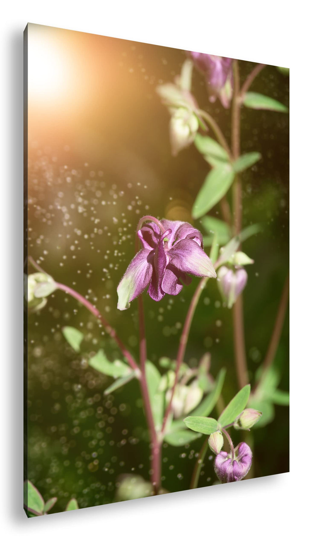 deyoli exotische Wildblume Format: 60x40 als Leinwandbild, Motiv fertig gerahmt auf Echtholzrahmen,