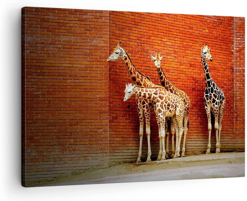 Bilder auf Leinwand Tiere Giraffen Zoo Familie Leinwandbild 70x50cm Wandbilder Dekoration Wohnzimmer