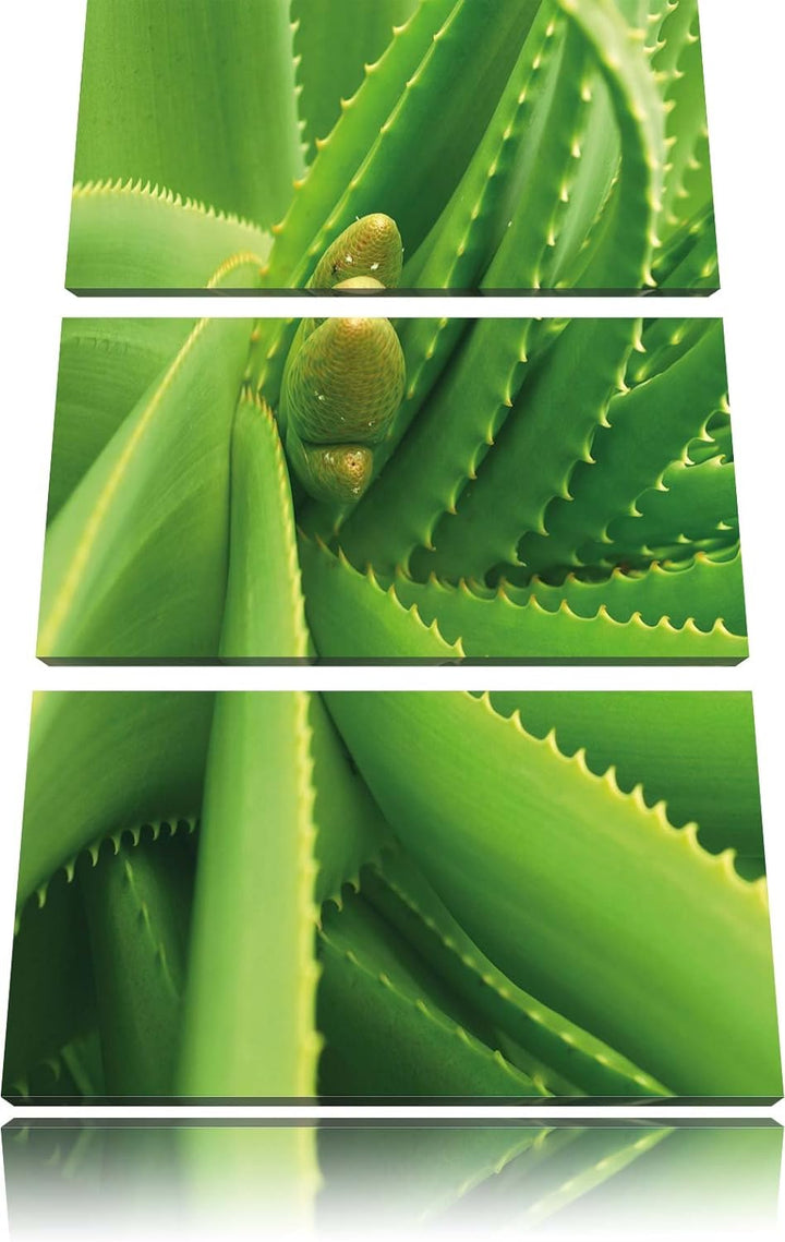 Pixxprint Aloe Vera als Leinwandbild/Grösse: 3 Teilig (120x80) cm/Wandbild/Kunstdruck/fertig bespann