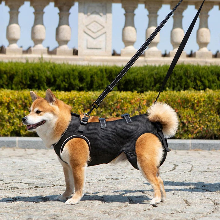 Hundegeschirr Zum Tragen - Hunde Geschirr Mit Beinstütze &amp; Tragegurt für Welpen | Atmungsaktive Trag