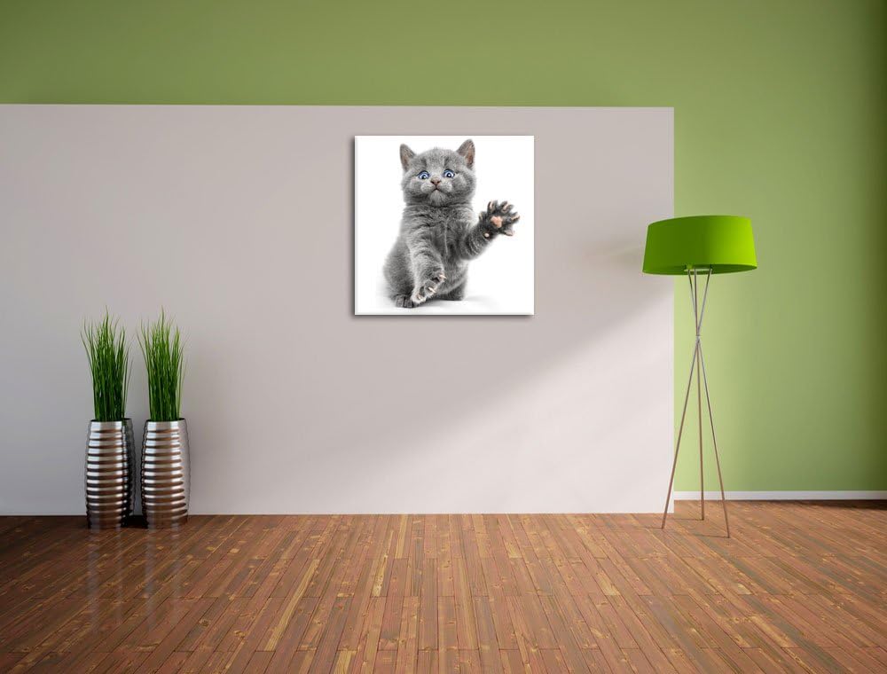 Babykatze die bettelt, Format: 70x70 auf Leinwand, XXL riesige Bilder fertig gerahmt mit Keilrahmen,