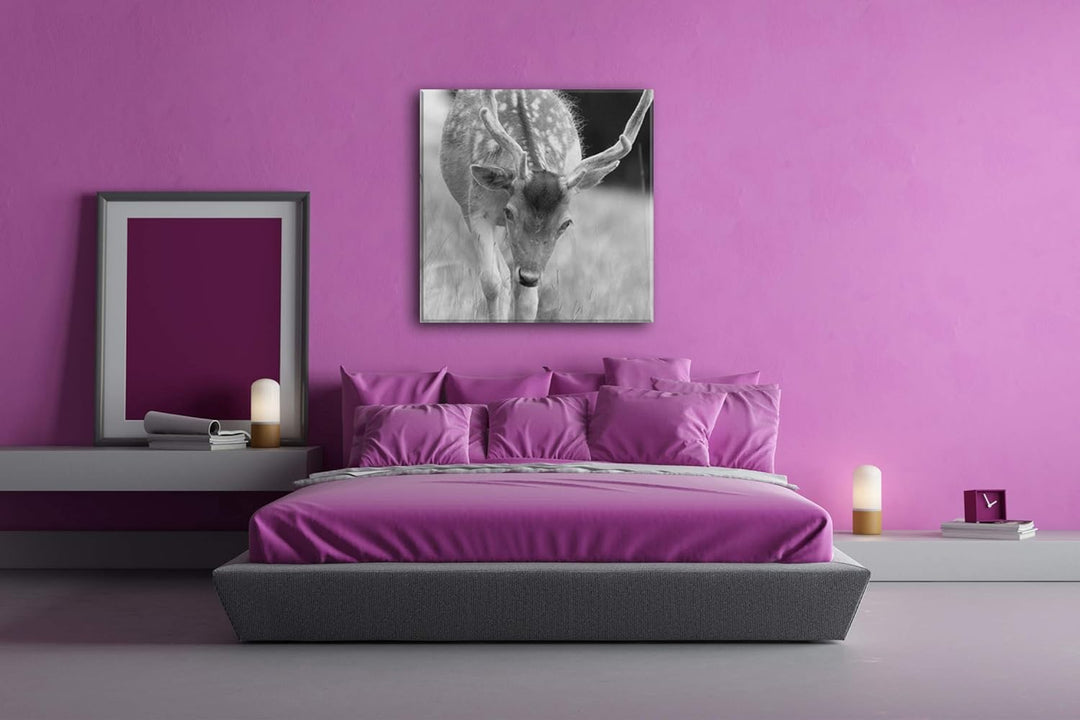 deyoli ruhiger junger Hirsch Format: 60x60 Effekt: Schwarz&Weiss als Leinwandbild, Motiv fertig gera