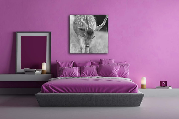 deyoli ruhiger junger Hirsch Format: 60x60 Effekt: Schwarz&Weiss als Leinwandbild, Motiv fertig gera