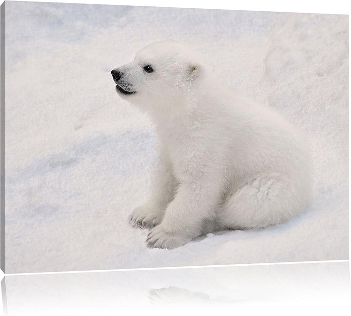 niedliches Eisbär Baby, Format: 100x70 auf Leinwand, XXL riesige Bilder fertig gerahmt mit Keilrahme