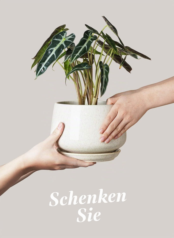 LE TAUCI Blumentöpfe 4,1+5,1+16,5 cm 3er Set Keramik Pflanzgefässe mit Ablaufloch und Untersetzer, I