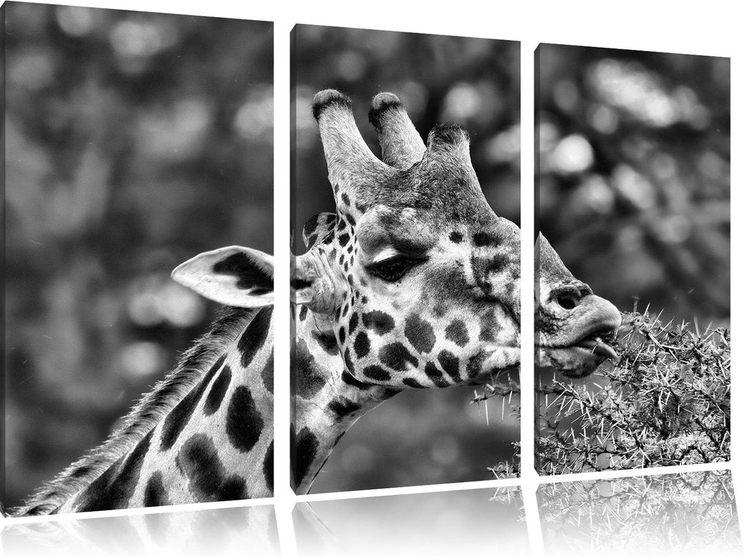 Pixxprint Monocrome, schöne Giraffe beim Fressen 3-Teiler Leinwandbild 120x80 Bild auf Leinwand