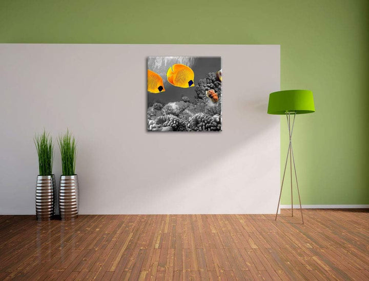 Pixxprint Fische über Korallenriff als Leinwandbild/Grösse: 70x70 cm/Wandbild/Kunstdruck/fertig besp