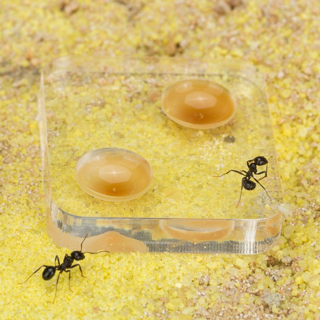 AntHouse - Natürliche Ameisenfarm aus Sand - Mini Set (Sandwich + Futterbox) (Gratis Ameisen) Farblo