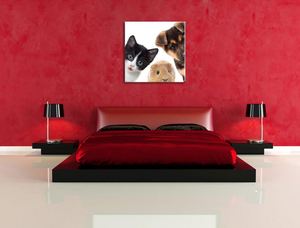 Pixxprint Trio Hund Katze Meerschwein als Leinwandbild/Grösse: 70x70 cm/Wandbild/Kunstdruck/fertig b