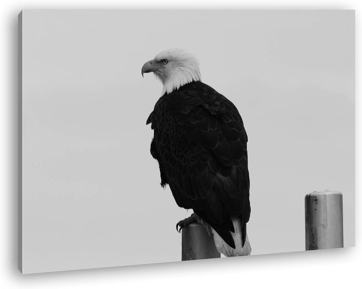 deyoli anmutiger Adler auf Einer Stange Effekt: Schwarz/Weiss Format: 80x60 als Leinwandbild, Motiv
