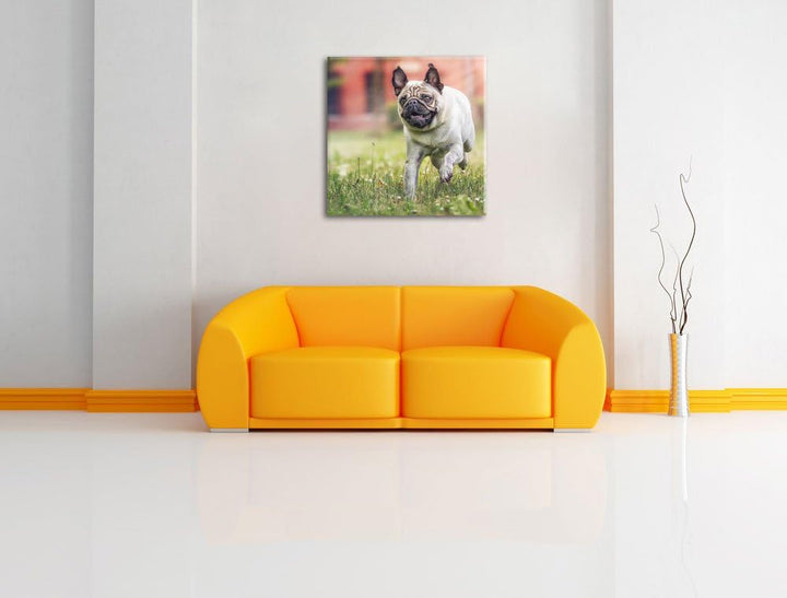 Pixxprint Rennender Mops, Format: 70x70 auf Leinwand, XXL riesige Bilder fertig gerahmt mit Keilrahm