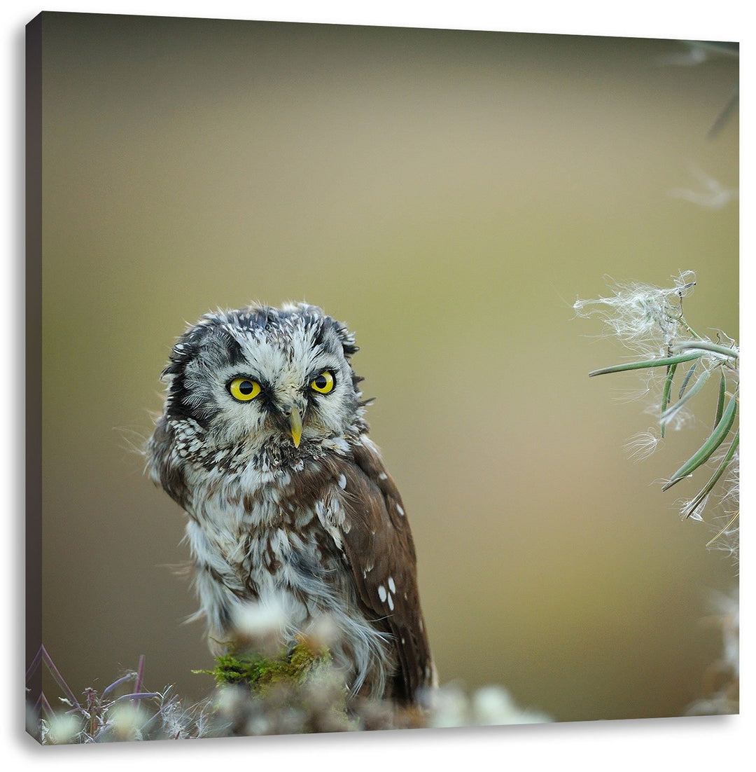 Pixxprint Kauz bestaunt Blatt als Leinwandbild Quadratisch/Grösse: 70x70 / Wandbild/Kunstdruck/ferti