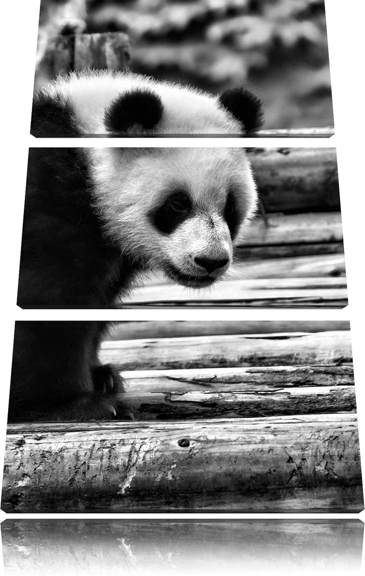 Pixxprint Panda auf Holzstämmen als Leinwandbild/Grösse: 3 Teilig (120x80) cm/Wandbild/Kunstdruck/fe