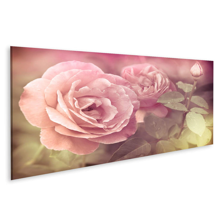 islandburner Bild auf Leinwand Abstrakt Pastel Rosa Rosen Mit Wassertropfen Bilder Wandbilder Poster
