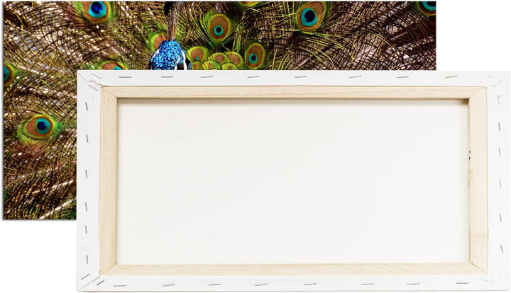 himmlisches Pfau Gefieder Panorama 80x40 cm als Leinwandbild, Motiv fertig gerahmt auf Echtholzrahme