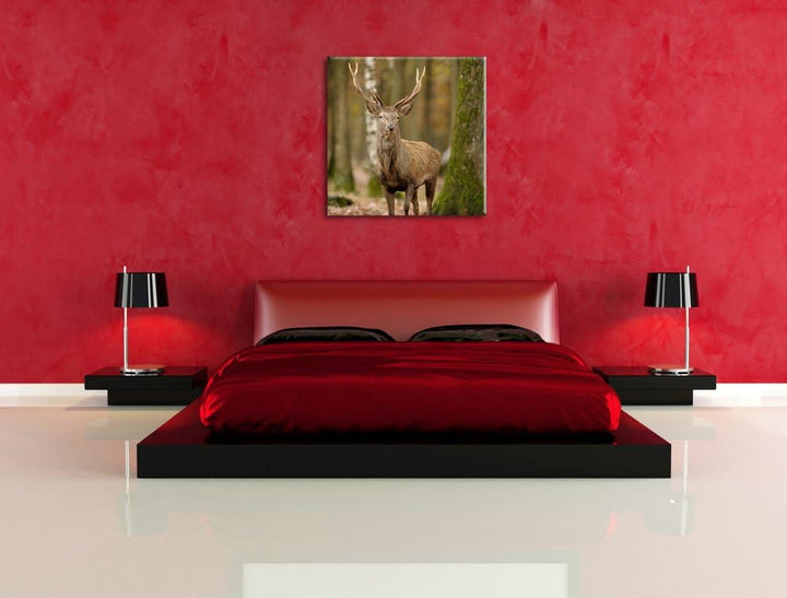 Schöner Hirsch im Wald, Format: 70x70 auf Leinwand, XXL riesige Bilder fertig gerahmt mit Keilrahmen