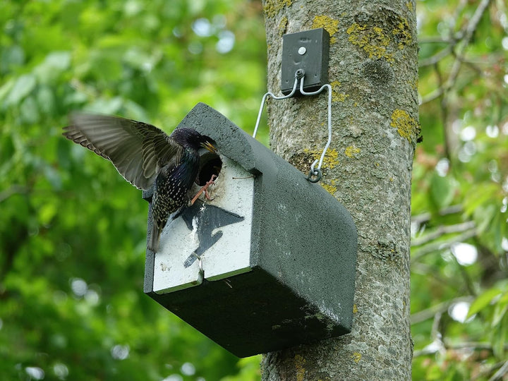 Nistkasten Holzbeton für Stare, Gartenrotschwänze &amp; Mittelspecht | Brutkasten für Vögel Wetterfest |