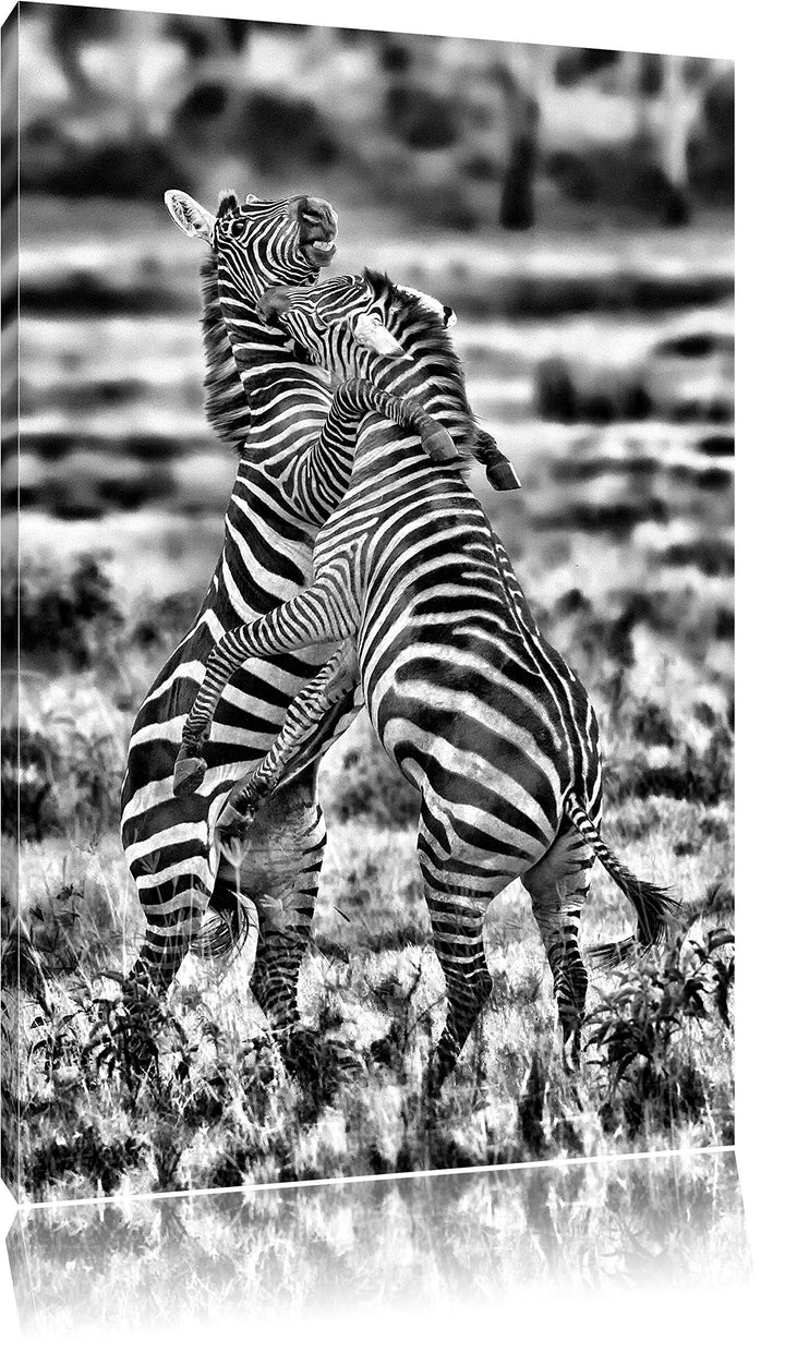 Pixxprint Monocrome, kämpfende Zebras, Format: 100x70 auf Leinwand, 100x70