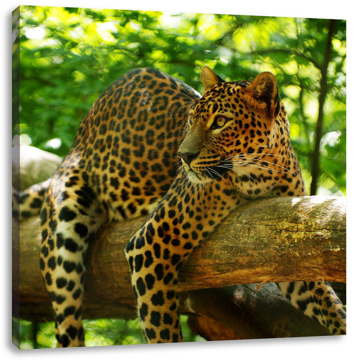 Pixxprint Leopard auf AST, Format: 70x70 auf Leinwand, XXL riesige Bilder fertig gerahmt mit Keilrah