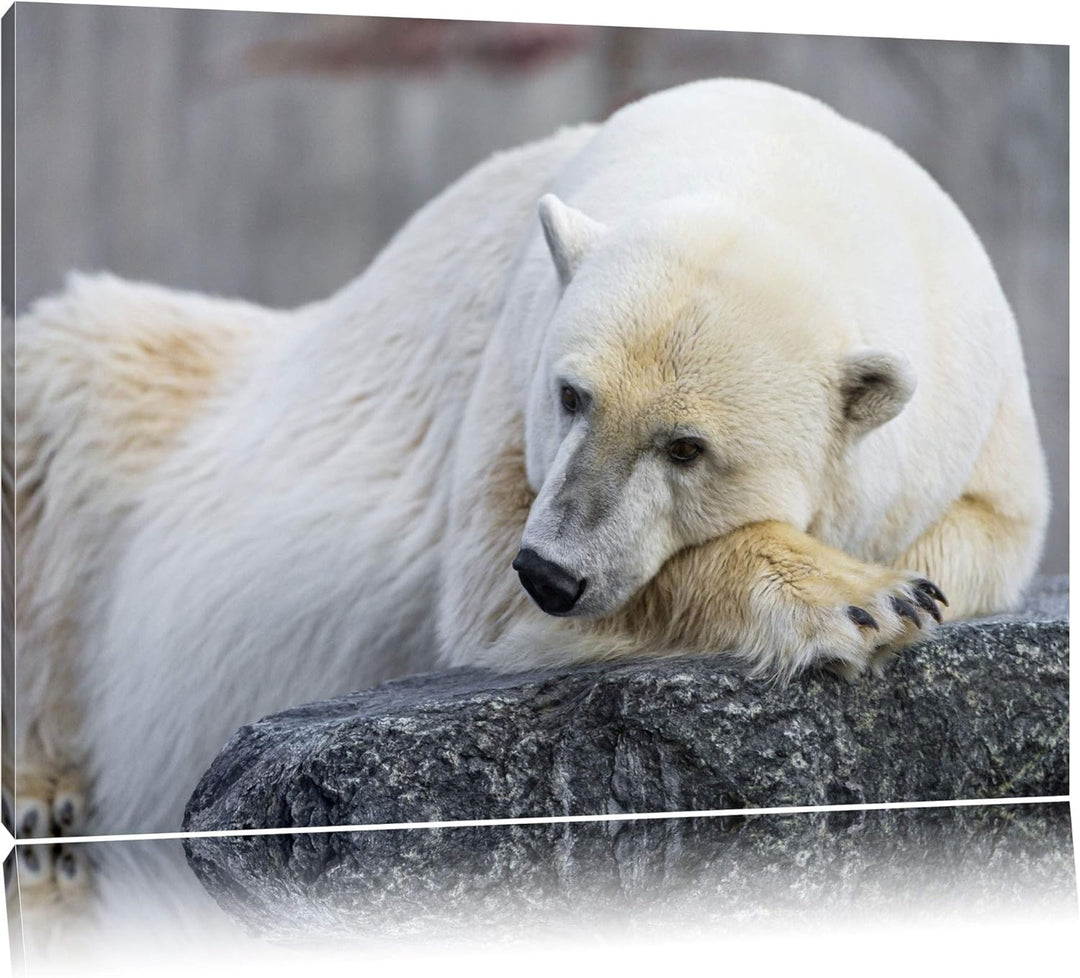 Pixxprint schlafender Eisbär auf Leinwand, XXL riesige Bilder fertig gerahmt mit Keilrahmen, Kunstdr
