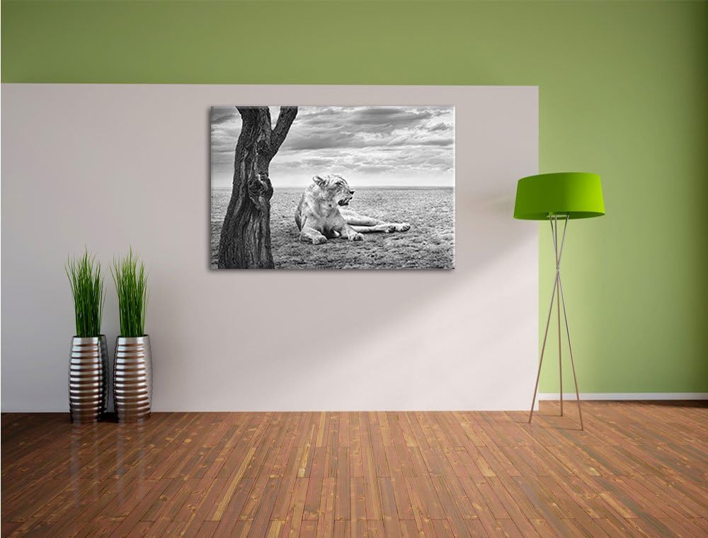 Pixxprint Löwin Ruhe Savanne Kunst B&W als Leinwandbild/Grösse: 100x70 / Wandbild/Kunstdruck/fertig