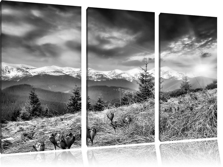 Pixxprint Monocrome, Krokusse auf Hochalmwiese in Alpen 3-Teiler Leinwandbild 120x80 Bild auf Leinwa