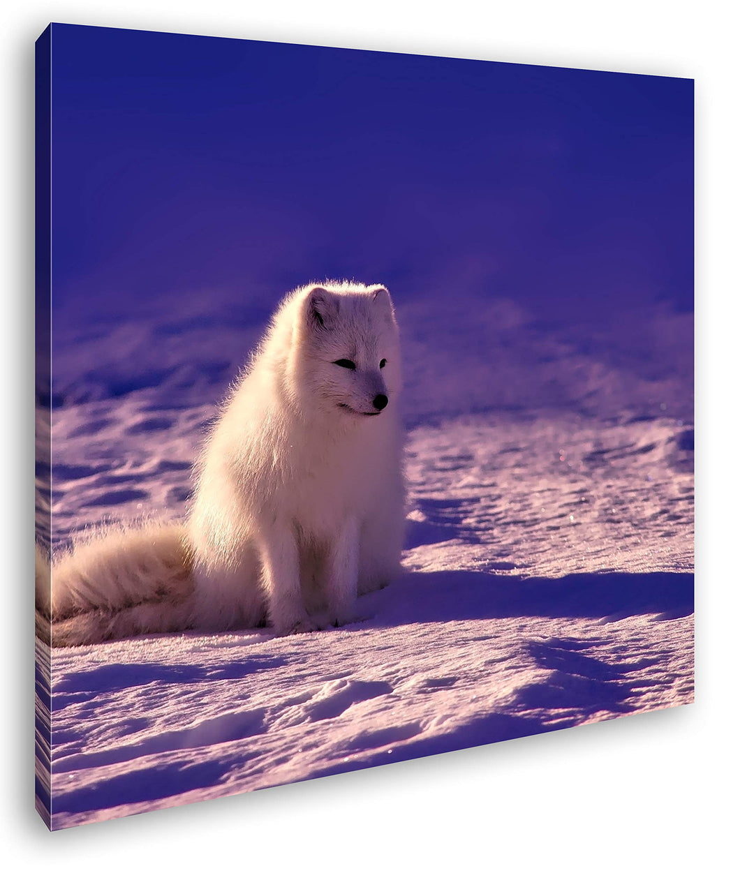 deyoli Arktischer Polarfuchs Format: 70x70 als Leinwand, Motiv fertig gerahmt auf Echtholzrahmen, Ho